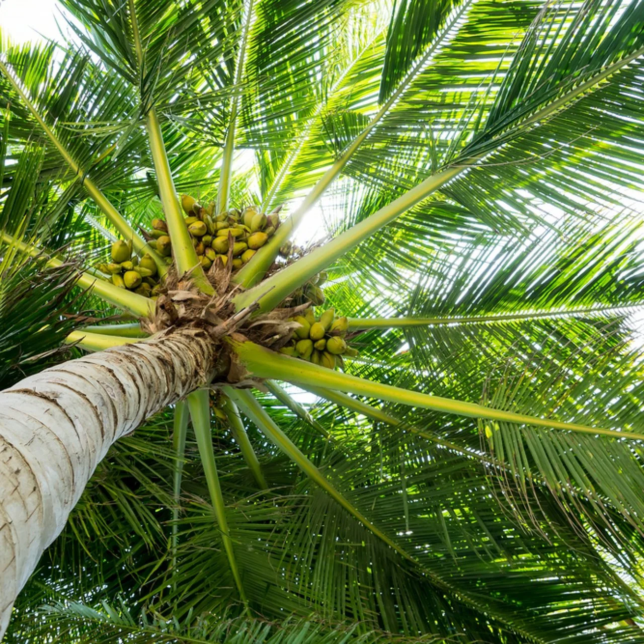 Palm Trees